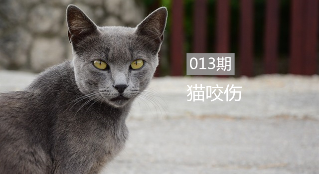 猫咪打架被咬伤了怎么办,被猫咪咬了伤口愈合了要去打针吗