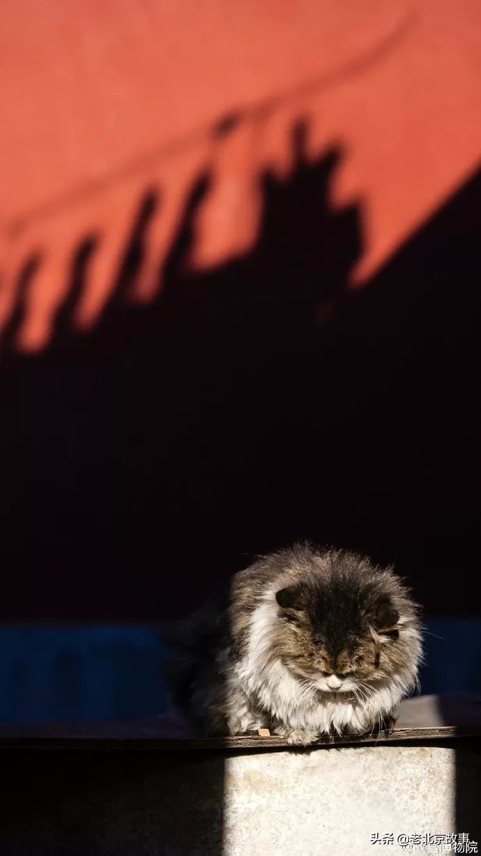 故宫成了动物园,故宫北京动物园