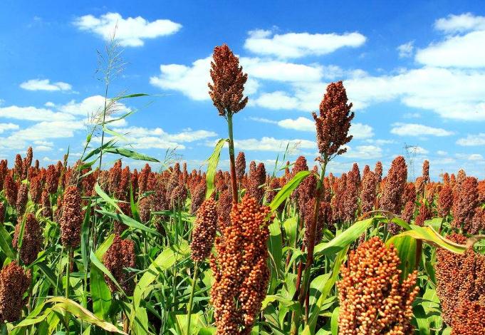 治小猪拉稀的特效药土方法,小猪拉稀土方治疗最好方法