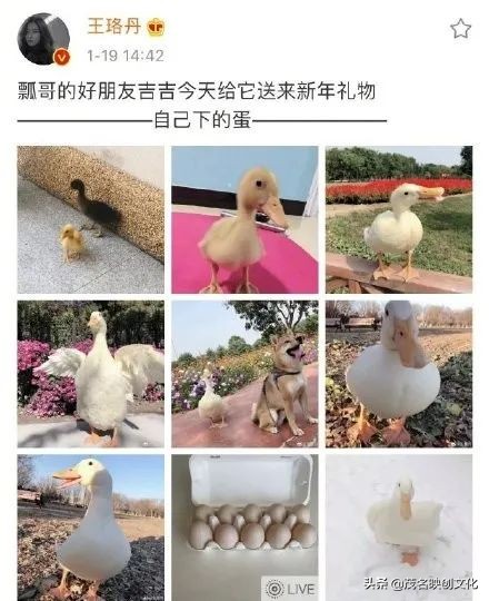 王珞丹宠物鸭被偷视频,王珞丹高价寻找宠物鸭