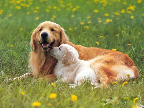 为啥说异性相吸,为什么说异性相吸