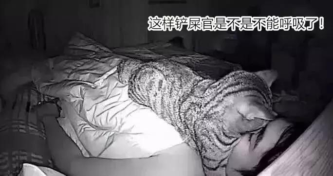 养了九年的猫突然对我有攻击性,养了两年的猫对我特别防备