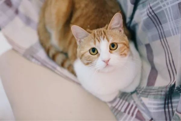 猫被主人摔脑袋眼睛瞎了,被猫咪抓了猫咪死了