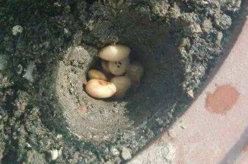 盆里加上“黄金豆”，叶片油亮亮，烂根黄叶都没有，发财树真好养