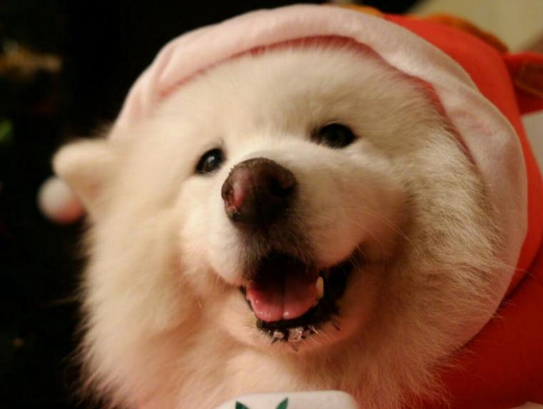 萨摩耶泪痕有效去除,萨摩耶犬泪痕咋治