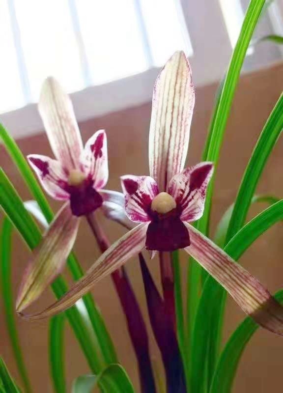 四川与贵州交界之地下山的一颗春兰红素三星，后来成为传世极品