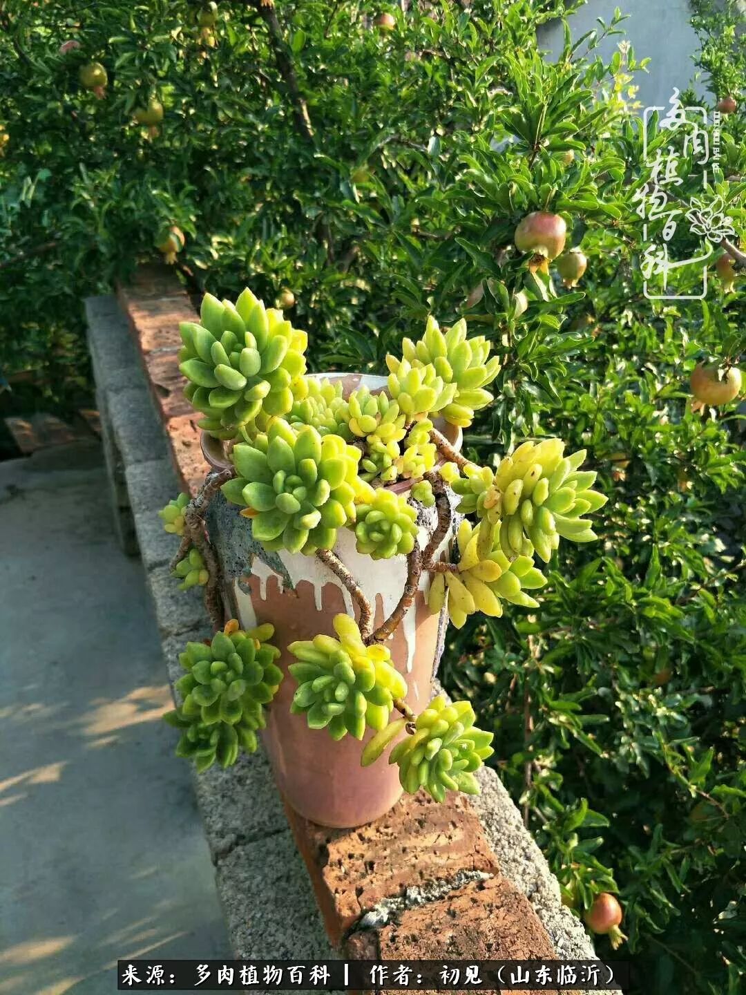 四季颜值在线的多肉,多肉的每一天