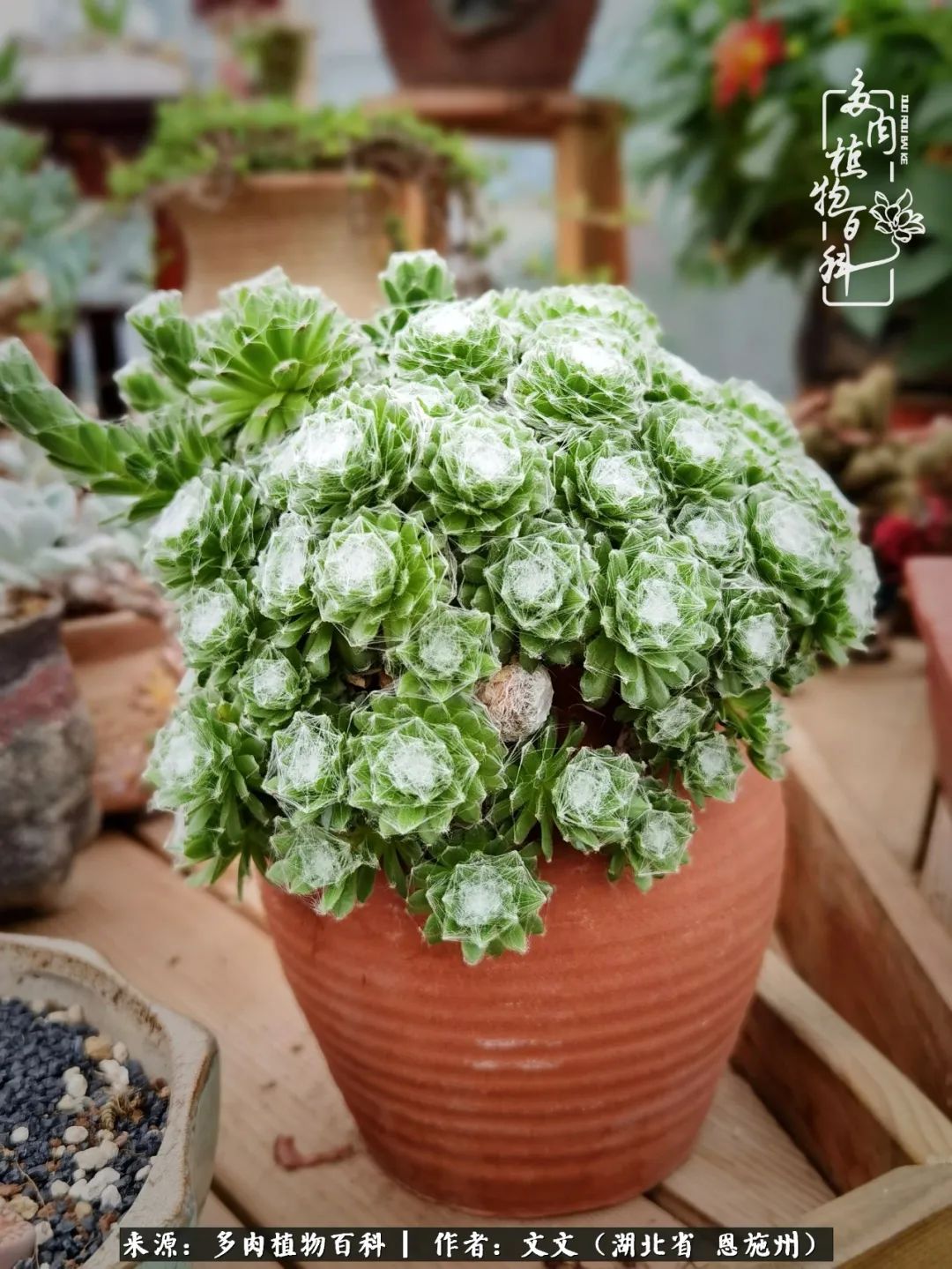 夏季多肉花园图片,初夏多肉花园