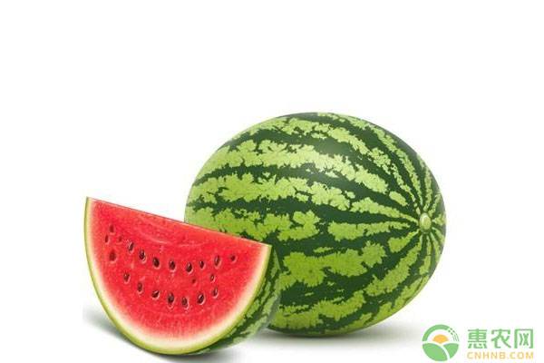 早春大棚西瓜栽培种植技术完整版,早熟小西瓜怎样种植