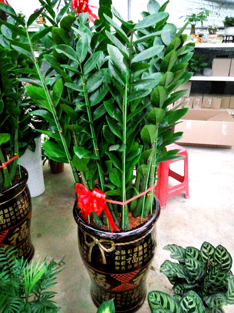 十大好养的懒人花好看,家中常种的十种吉祥花