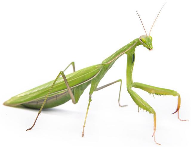 瓢虫害虫和益虫的区别图,益虫害虫有哪些视频