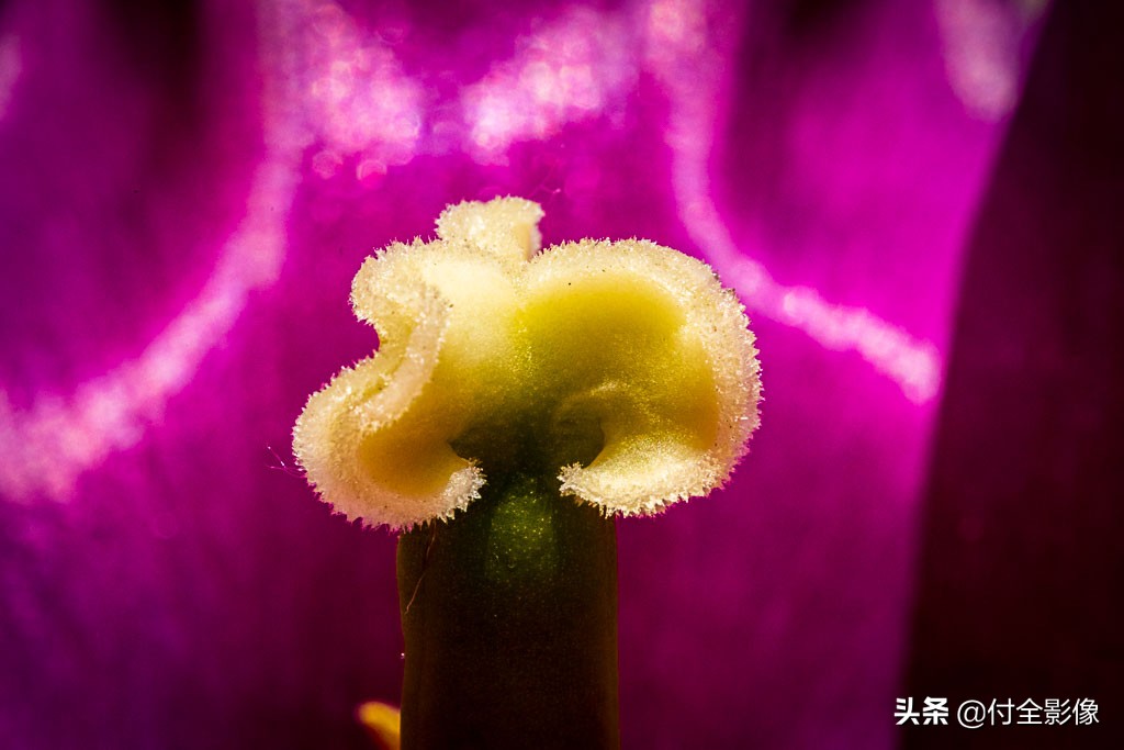 北京国际鲜花港门票优惠,北京国际鲜花港夏天