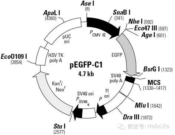 分子构建的正确流程是什么,分子构建最新技术