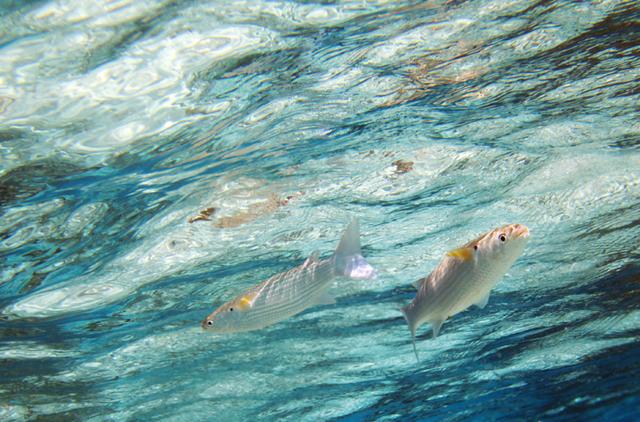 庄子逍遥游原文txt,庄子逍遥游原文及翻译朗诵