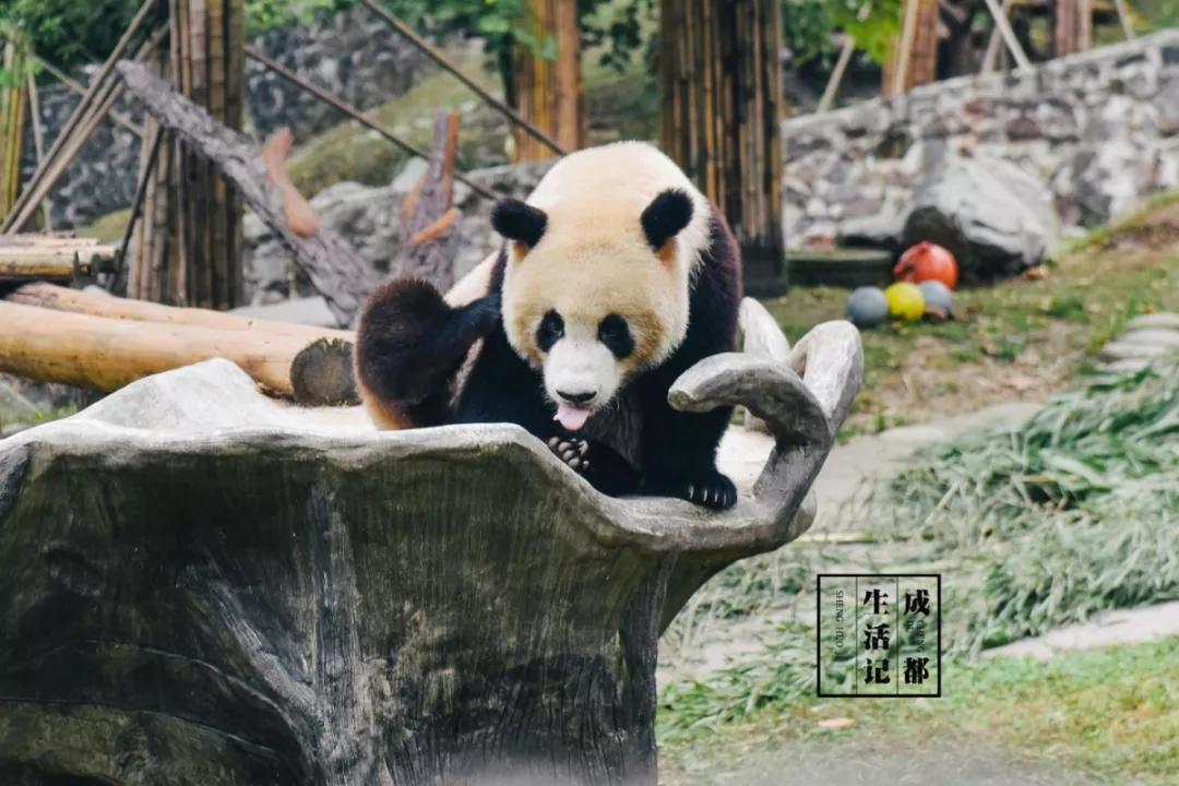 1h刹拢！想看大熊猫就去这3个地方，人少像包场，散养小熊猫