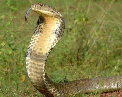 Battle|盘它！胆小勿入！