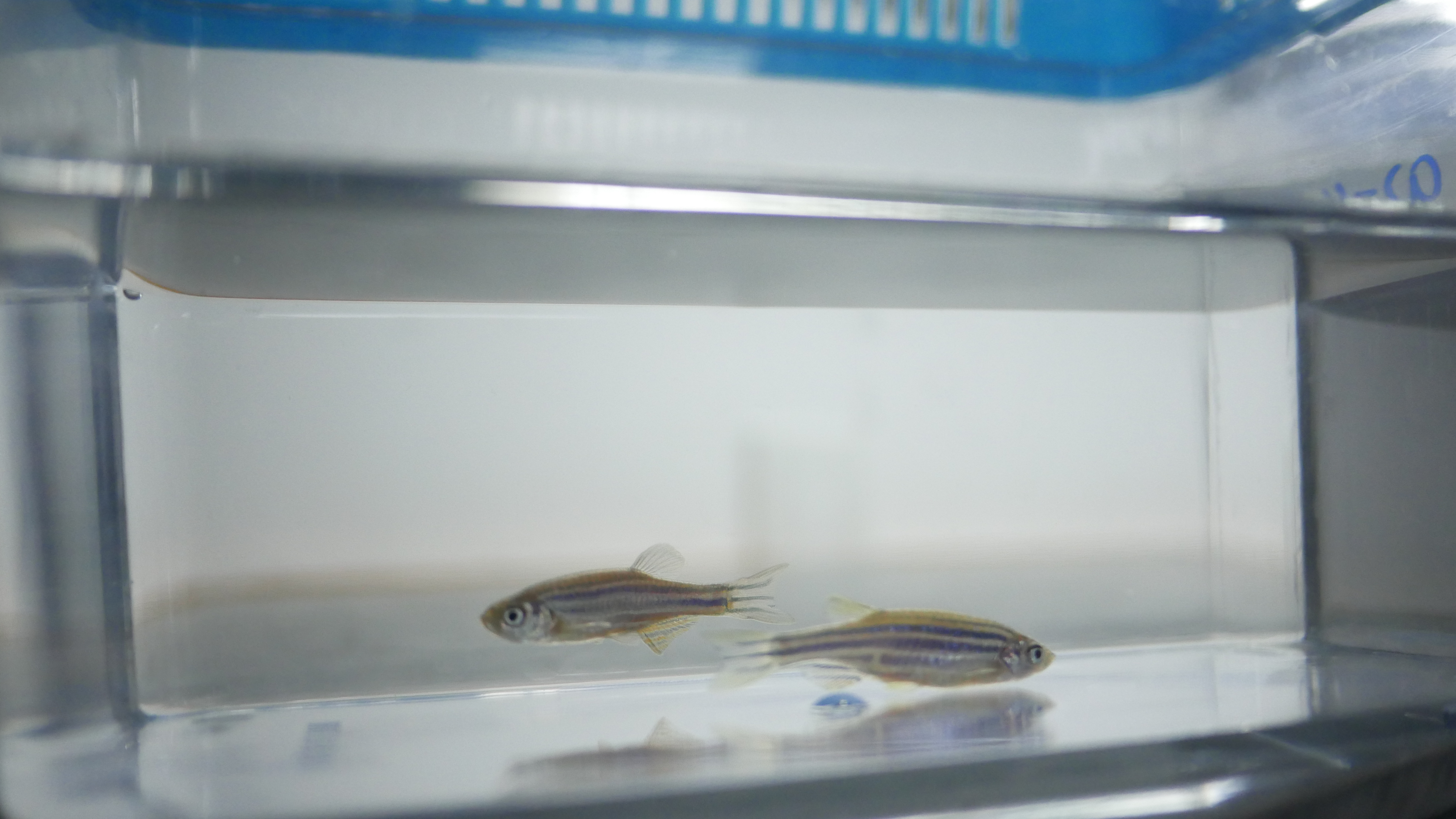 探秘省儿童医院斑马鱼实验平台医院有个“博士渔夫”团