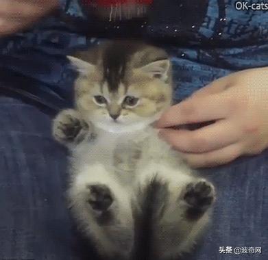 猫咪脸型体型怎么看,耳朵轮廓能看出猫咪的性格嘛