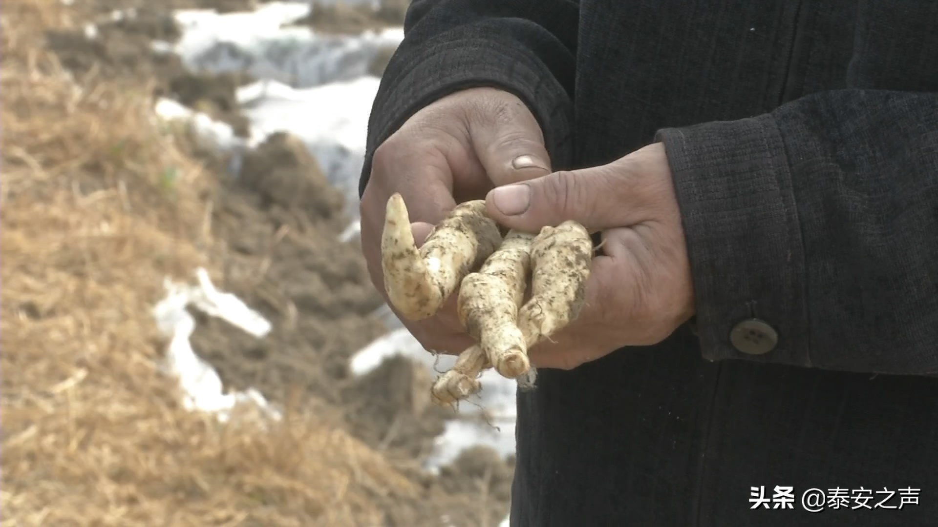 山东鲜蛹虫草种植效益,虫草参种植前景怎么样