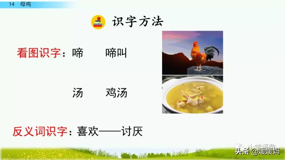 四年级下册第13课小练笔仿写母鸡,四年级下册14课母鸡的预习完整版