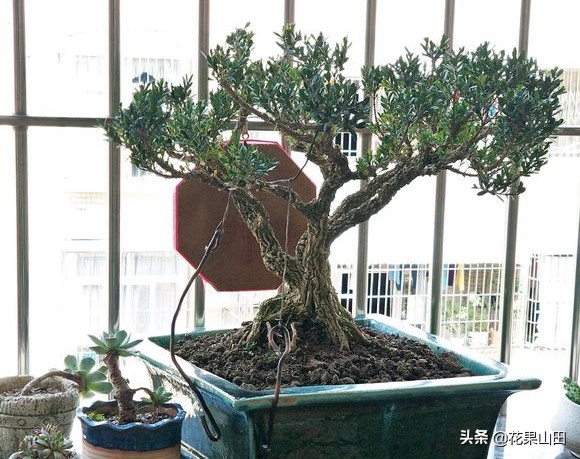 黄杨盆景的蚯蚓怎么消灭,黄杨盆景花盆里有很小的虫子