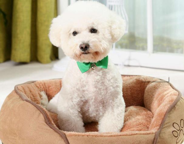 辟谣狗狗鼻子干就是生病,狗狗得了细小怎么治能救吗