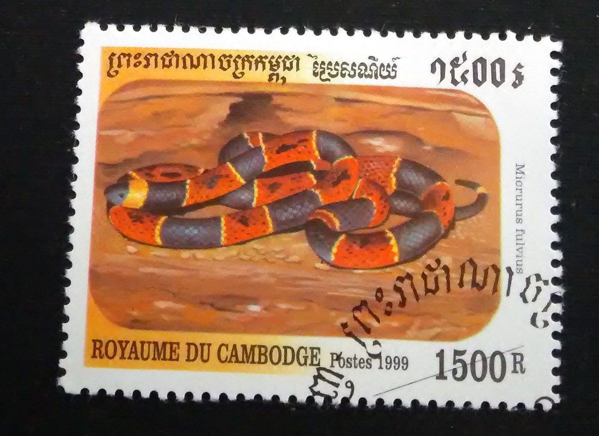 家里进了蛇为什么不能打死,家里出现蛇能不能打死