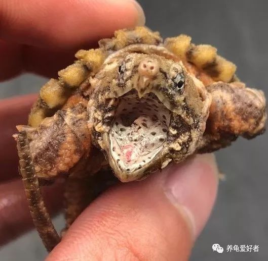 怎么把大鳄龟的背甲养好看,大鳄龟可以和甲鱼苗一起养吗