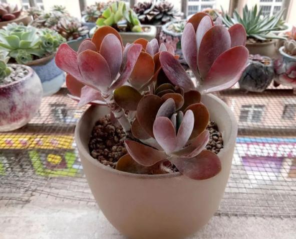 光照不够怎么养肉肉,光照不足能养兰花吗怎么养