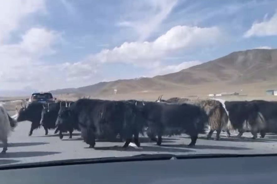 卡罗拉tnga1.5lcvt精英版,tnga加持的全新卡罗拉到底好在哪