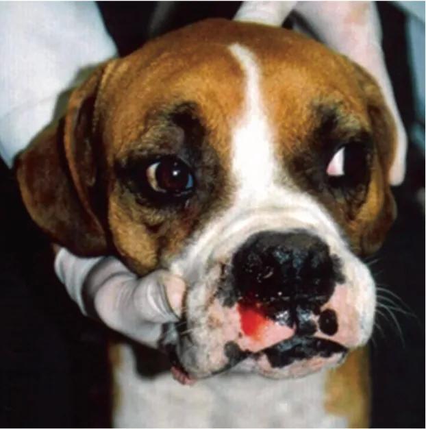 [宠物疾病知识科普]犬埃利希体病