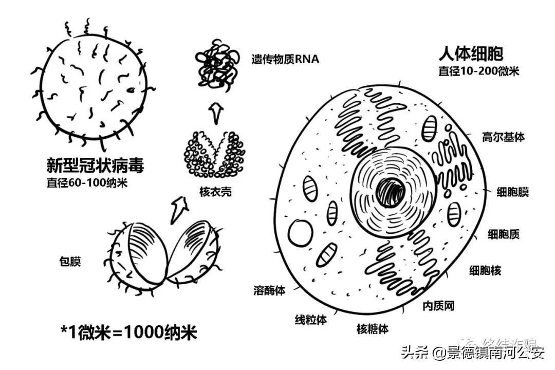 科普病毒真实情况,科学家研究病毒科普小知识