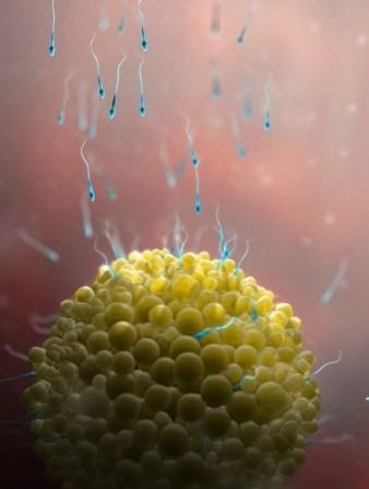 胎儿发育全过程标本,是否能看到胎儿的发育过程