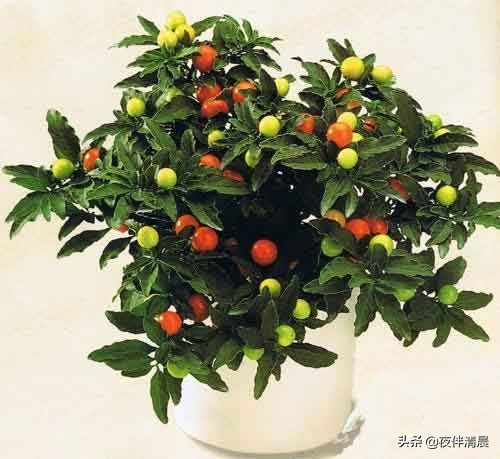 农村地头常见的野果野草,农村一野草叫刺草药