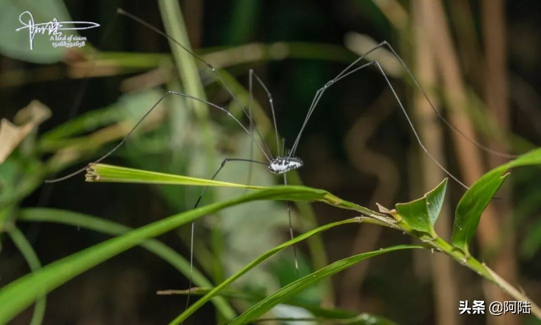 盲蛛不会吐丝吗,盲蛛吐丝