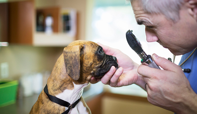 想要狗狗毛发浓密发亮吃什么,怎样让狗狗眼睛健康没有眼屎泪痕