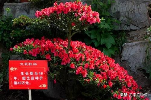 有种植物叫杜鹃,植物杜鹃