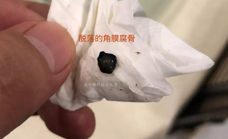 猫咪角膜坏死保守治疗,猫咪角膜坏死怎么治疗