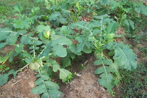 萝卜最佳种植季节,现在种植水果萝卜的方法