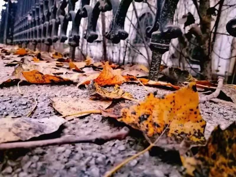 辽宁中医药大学杏林学院独立学院,辽宁中医药大学三个校区