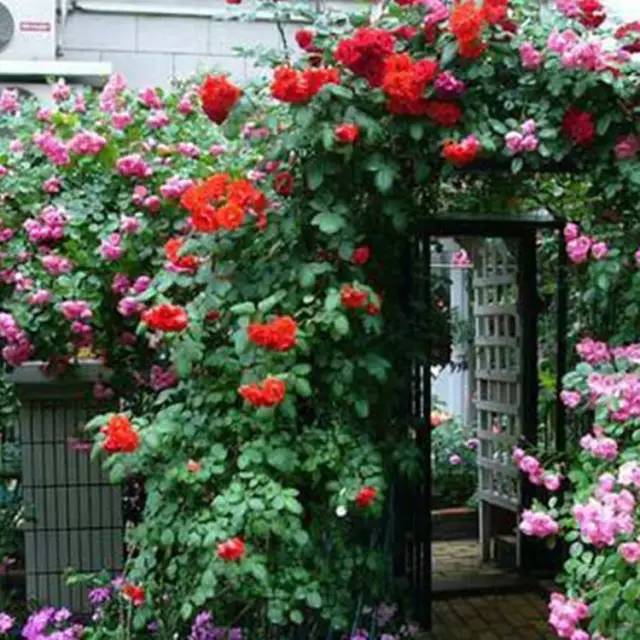 爬藤月季怎么牵引花墙才能开爆花,藤本月季太矮开了很多花怎么牵引