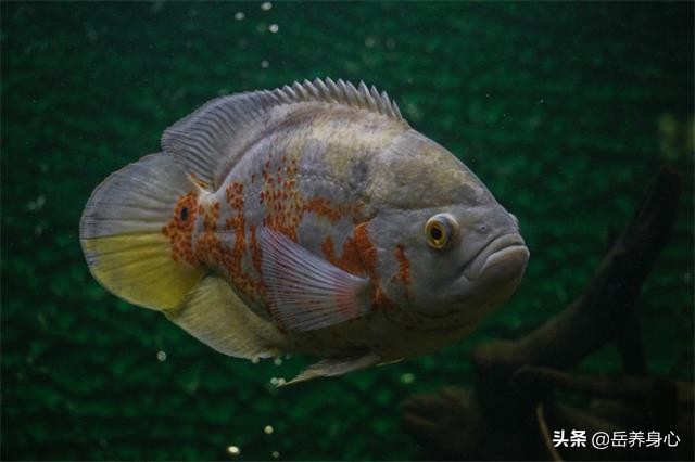 蛋白质过量对人体有什么危害,蛋白质摄入过量有哪些危害