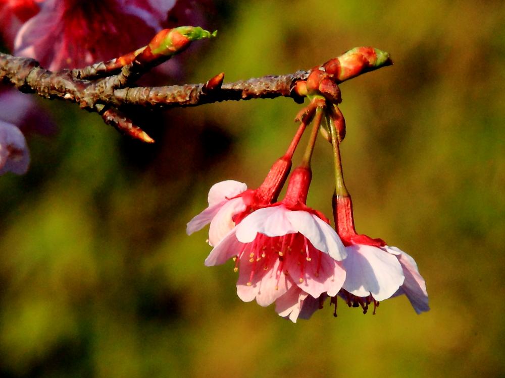 樱花季怎么能少得了专属樱花,四月开花的樱花有哪些