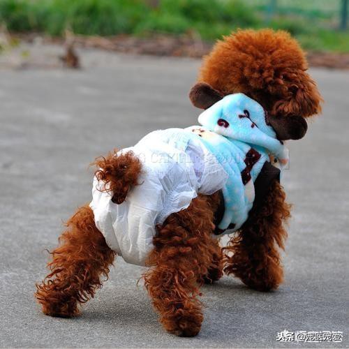 泰迪犬生理期出血多怎么办,泰迪狗狗来生理期怎么办