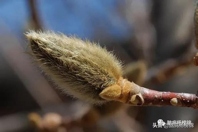 睡觉就鼻子不通中药方,鼻子不通气中成药