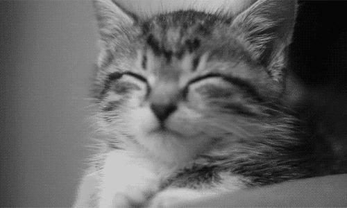 猫咪与自家小猫相处之道,怎么吸引猫咪让猫咪一直在你身边