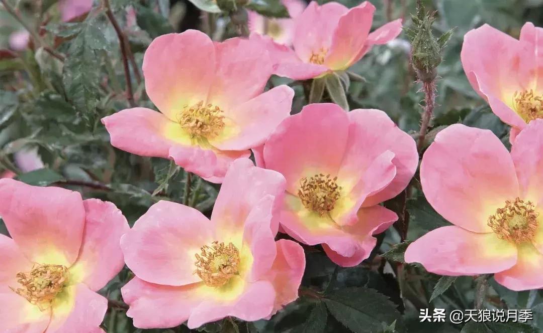 抗病性好的月季推荐,哪些月季品种抗病强