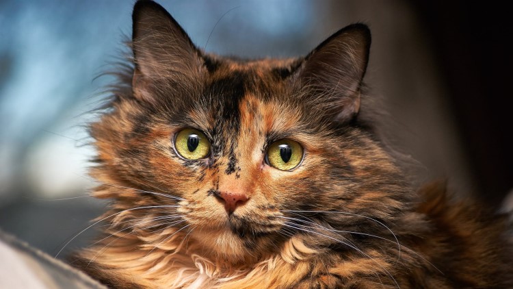 猫咪长年溜眼是怎么回事,猫咪有必要清理耳朵吗