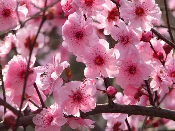 郊区园林绿化苗木品种,河南园林绿化苗木品种