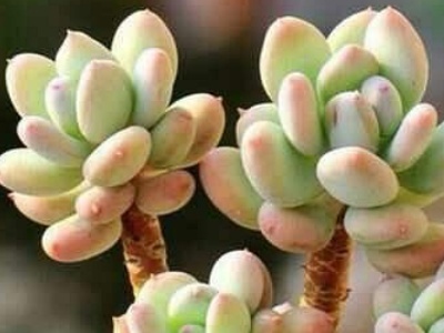 多肉植物茜之塔徒长,多肉植物紫米粒徒长